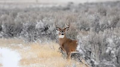 A deer at the edge of water and brush, late-season hunting with a muzzleloader concept.