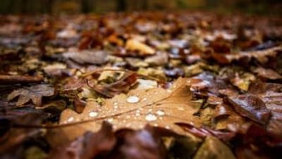 Close-up of wet leaves on the ground, tips for hunting whitetail in the rain