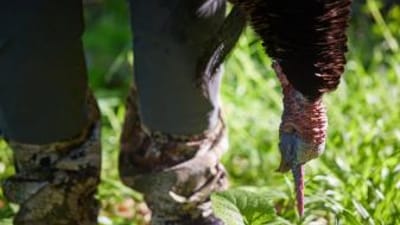 Close-up of a turkey's head hanging down near a hunter's boots, turkey hunting concept.
