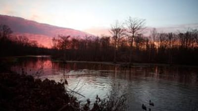 Wide view of water, trees, and decoys, can you hunt waterfowl production areas concept.