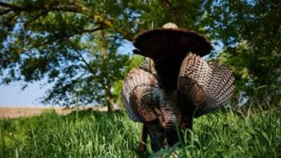 A turkey being held up by a hunter after a hunt, Indiana turkey season concept.