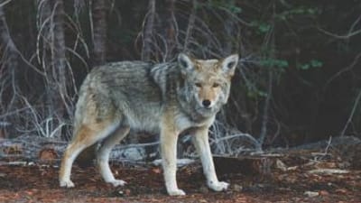 A coyote in the brush. 