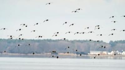 Waterfowl in flight over water, public waterfowl hunting land in Georgia concept.