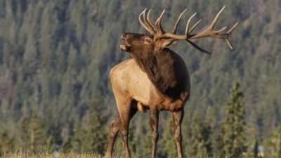 A bull elk bugles on top of a hill.