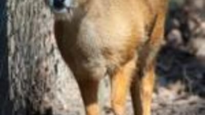 CLose-up of a vampire deer.
