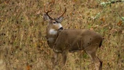 A large black tailed deer in a field, blacktail deer season concept.