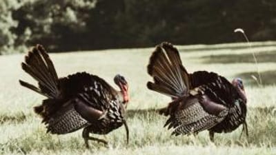 Wild turkey in a field, best times to hunt turkey concept.