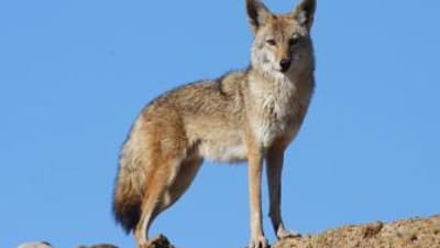 Coyote stands on ridge with blue sky behind, how to find coyotes concept.