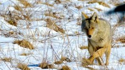 A coyote in the snow, predator hunting concept.