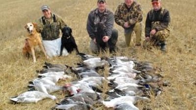 Group of hunters with snow goose harvest, Missouri snow goose hunting concept.