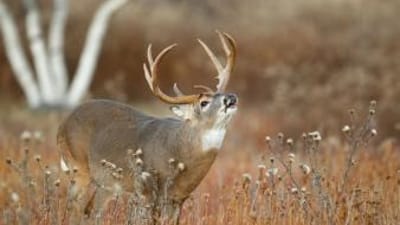 A buck deer in tall grass calling, Michigan deer season 2024 concept.