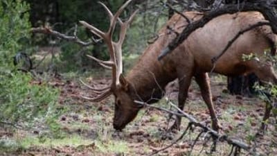 An elk eating in the woods, Arizona elk hunting concept.