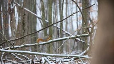 A squirrel sits on a tree branch with snow.