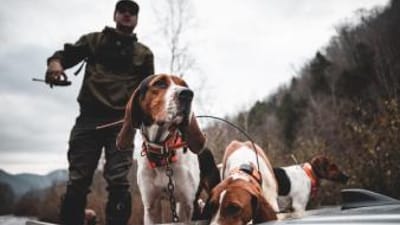 A hunter with dogs on the way to hunt coyotes.