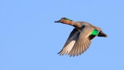 Duck in flight against blue sky, how high can ducks fly concept.
