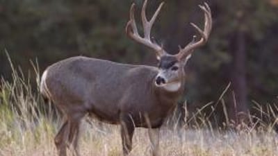 A mule deer buck in tall brush, North Dakota rifle deer season concept.