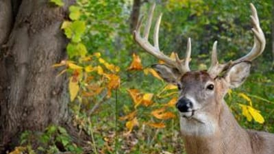 A whitetail buck in the trees, how to stalk the rut concept.