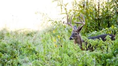 A whitetail buck in a green field, when is deer season Florida concept.