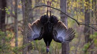 Turkey displayed in a tree after a hunt, Georgia spring turkey season 2026 concept.