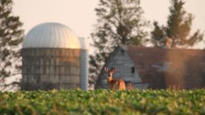 A deer in a food plot near a barn.