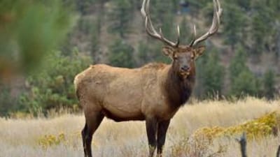 A big elk looking straight ahead, deer vs elk concept.