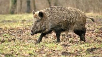 A wild hog in the field, hog hunting concept.