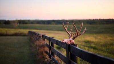 Deer skull and antlers on fence, best times to hunt concept.