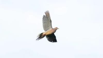 Dove in flight, find dove hunting near me concept.