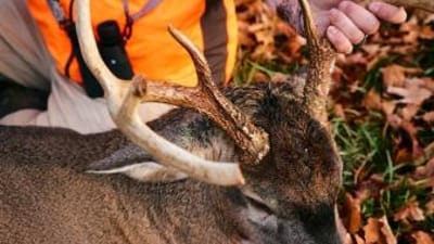 Close-up of a hunter holding the antlers of a deer ready for butchering, understanding deer anatomy concept.