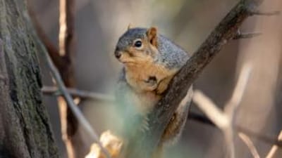 Squirrel on a small tree branch, best squirrel recipes concept.