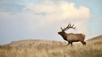 Bull elk on a ridge, over the counter elk tags concept.