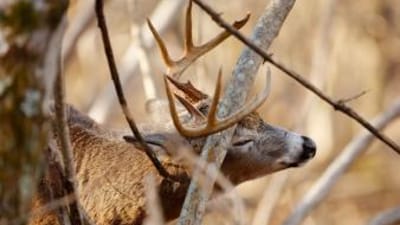 A white-tail deer scrapes antlers on a tree.