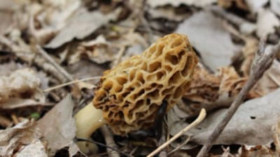 Close-up of a morel mushroom on the ground, morel mushroom hunting concept.