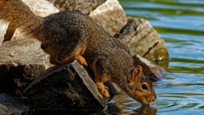 Squirrel drinks from stream, use small game hunting arrows concept.