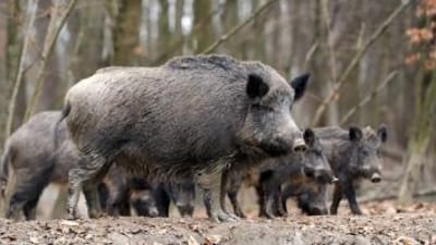 A group of wild hogs in the brush.