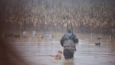 Hunter with dog in the water for hunt, public waterfowl hunting land in Illinois concept.