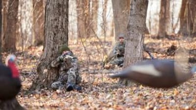 Turkey hunters sitting against trees aiming toward turkey decoys, PA seasons and bag limits concept.