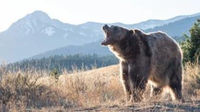 A big bear growls while standing on the side of a hill, bear hunting concept.