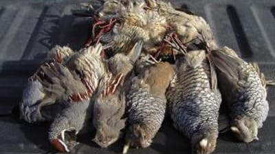 Several upland birds in the bed of a truck after a successful hunt, best times for upland bird hunting concept.