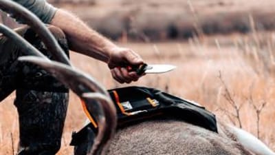 Close-up of a hunter and a hunting knife on a deer kill.