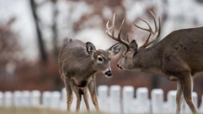 A buck and doe deer facing each other, Kentucky deer season concept.