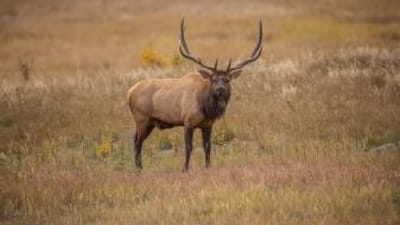 Large bull elk in field looks directly ahead, how to find elk in Colorado concept.