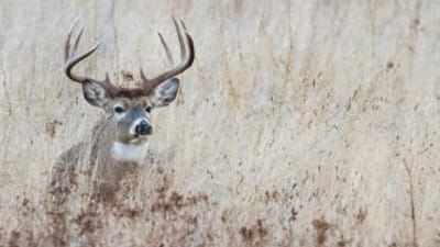 A whitetail buck laying in tall grass, NC deer season concept.