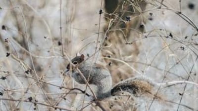 A squirrel sits on a tree limb, winter squirrel hunting concept.