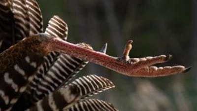 Close-up of a turkey foot and feathers, best turkey hunting states concept.