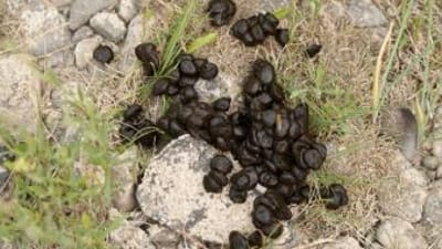 Deer droppings on rocky ground.
