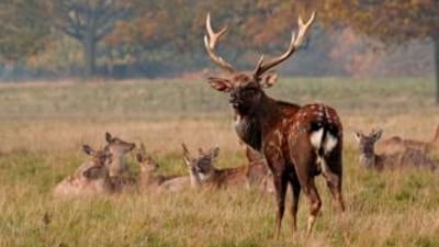 A buck Sika deer standing in front of does laying down.