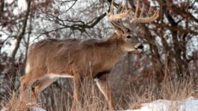 A buck standing in the brush and snow, muzzleloader hunting season concept.