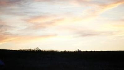 A sunset view of hunting land with a deer in the distance.