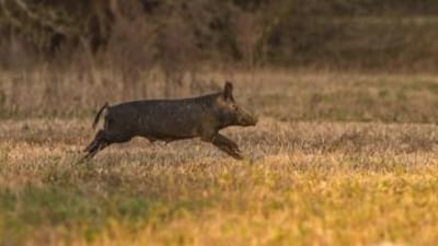 A wild hog running across a field, hog hunting gear concept.